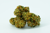 Marijuana buds with a white background behind it
