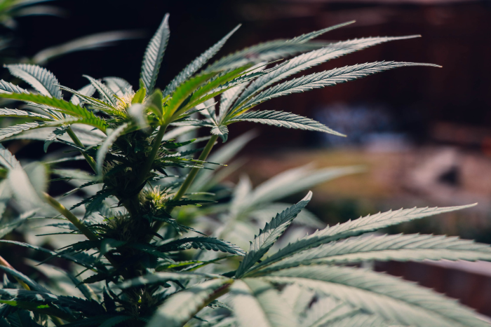 Marijuana leaves in relation to cannabis email marketing