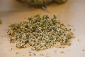 Ground up marijuana
