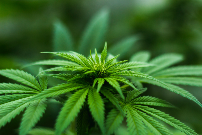A close up of light green marijuana leaves in relation to cannabis email marketing
