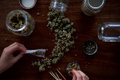 Marijuana buds being rolled into a joint