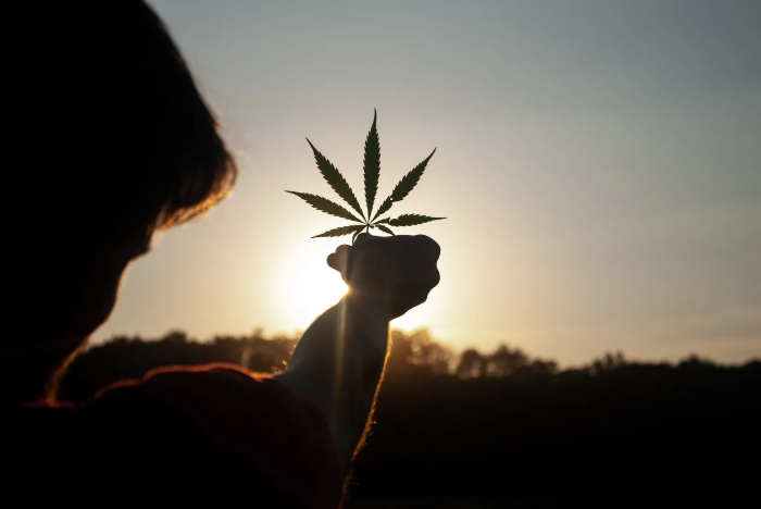Cannabis SEO experts marketing Marijuana