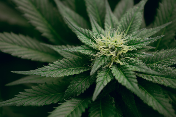 Zoomed in view of marijuana leaves in relation to a cannabis SEO agency