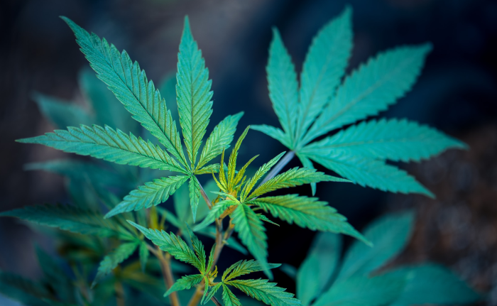Close up of marijuana leaves in relation to a cannabis SEO agency
