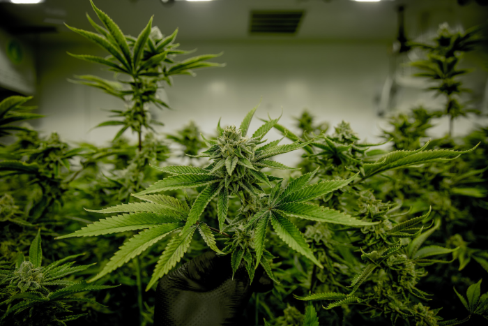Marijuana leaves growing in a facility in relation to a cannabis SEO agency